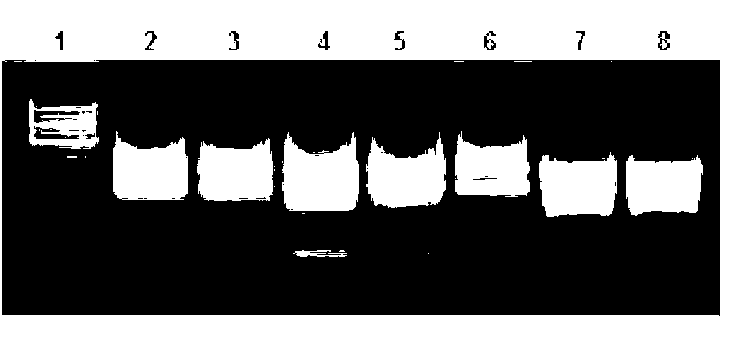 Nicotiana tabacum isoflavone reductase-like (NtIRL) gene and application thereof