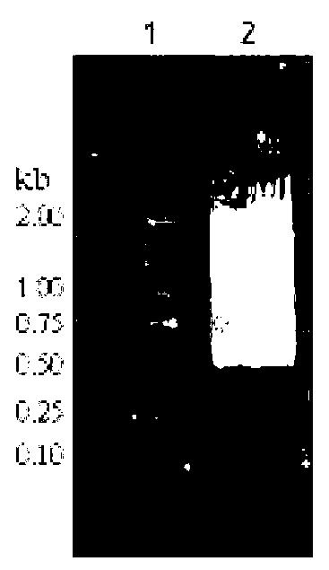 Nicotiana tabacum isoflavone reductase-like (NtIRL) gene and application thereof