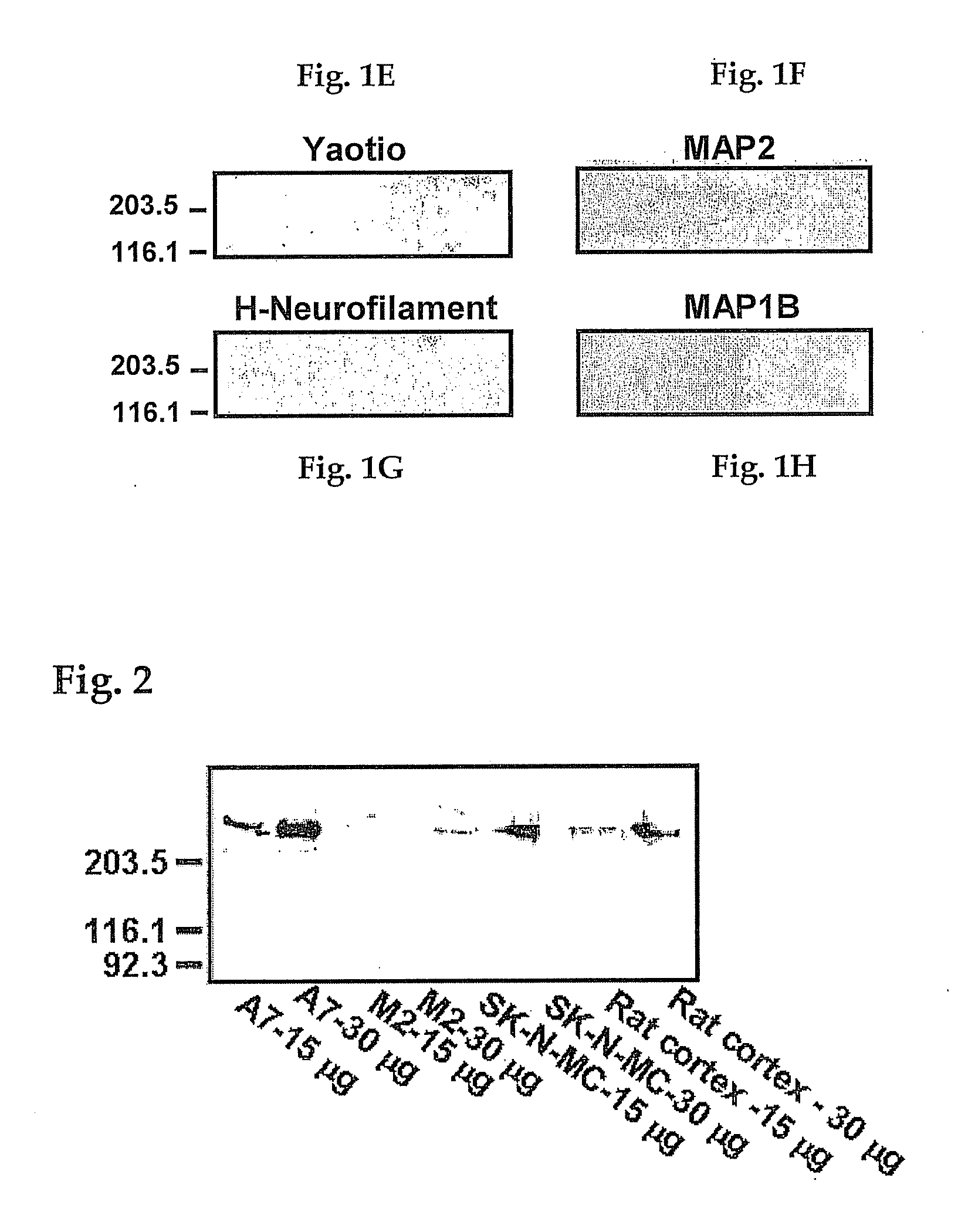 Analgesia with minimal tolerance and dependence by a mu opioid receptor agonist that also binds filamin a