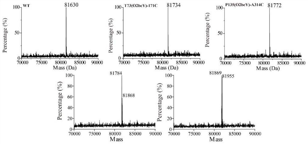 Heat-resistant neutral pullulanase mutant and application thereof