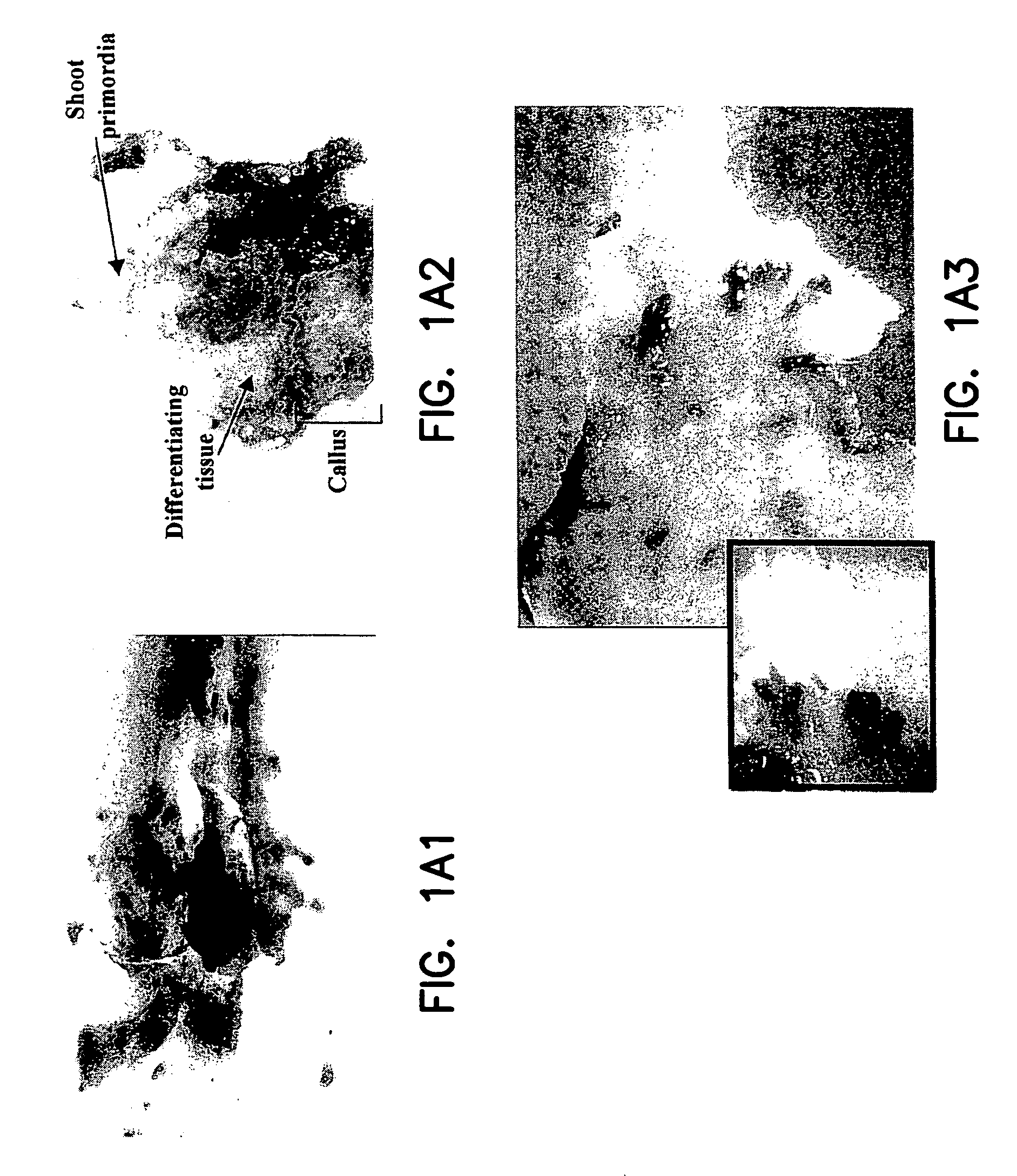 Method to enhance Agrobacterium-mediated transformation of plants