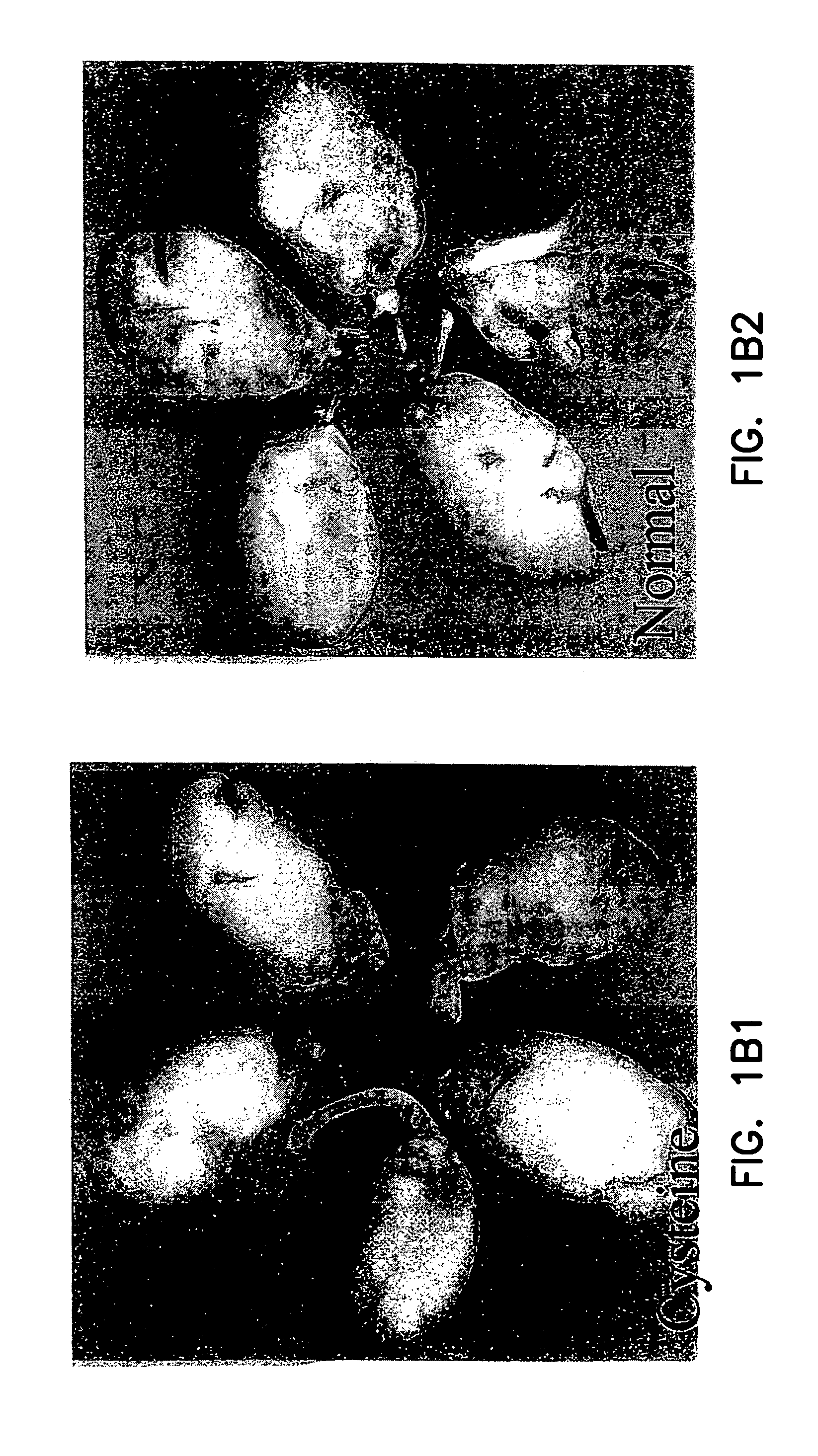 Method to enhance Agrobacterium-mediated transformation of plants