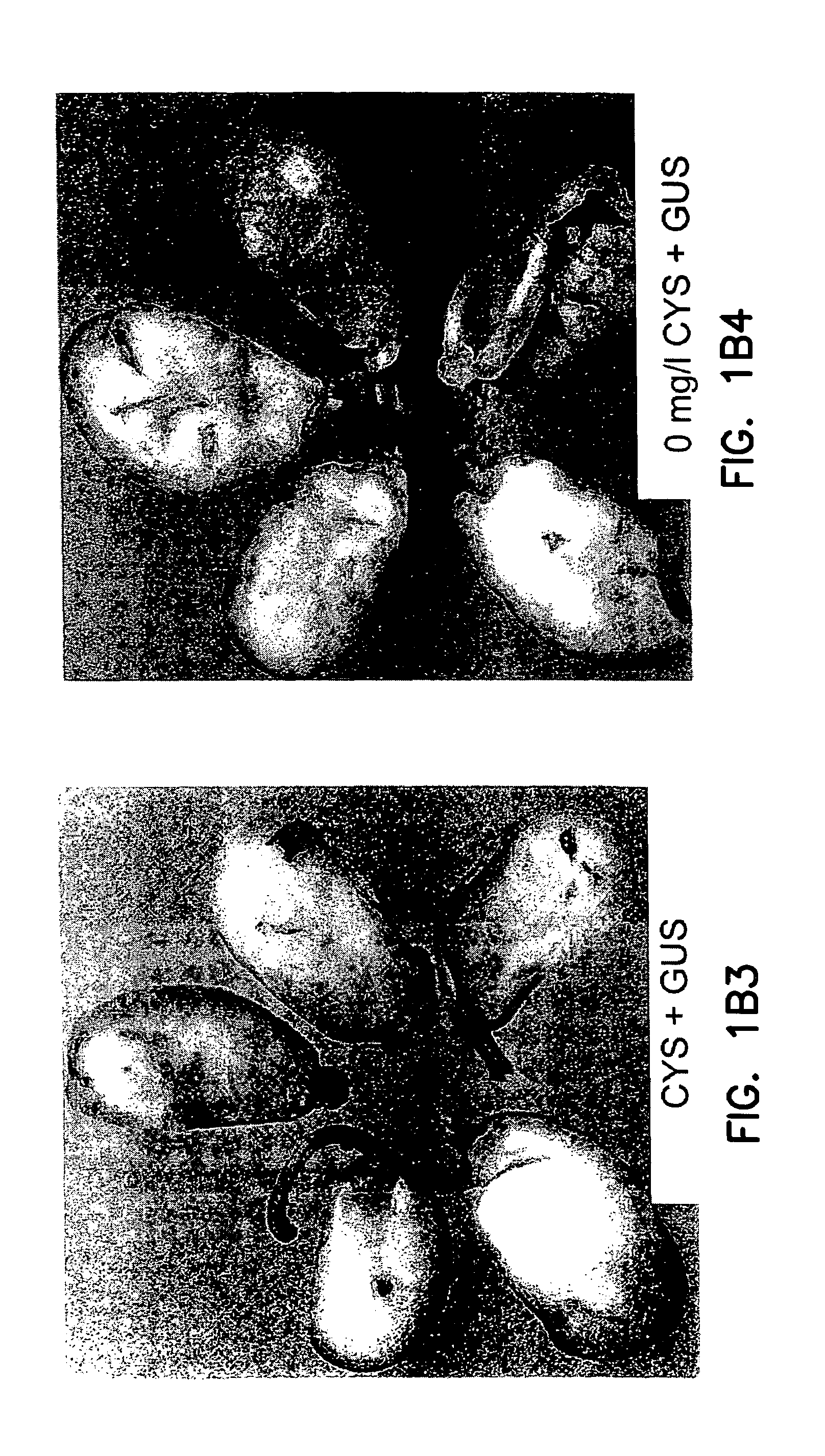 Method to enhance Agrobacterium-mediated transformation of plants