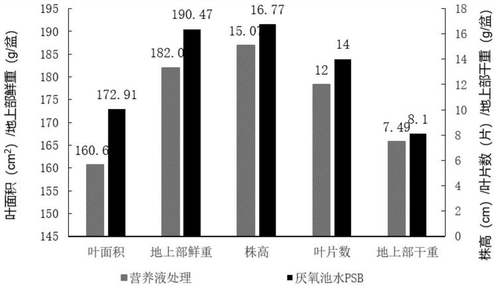 Method for preparing ecological bacterial fertilizer by utilizing pig manure wastewater subjected to anaerobic treatment