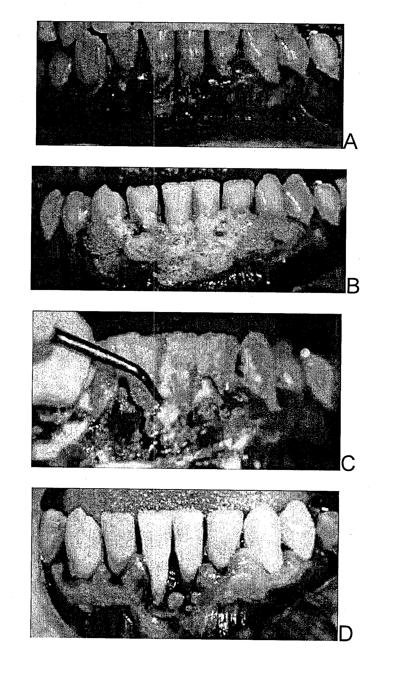 Combination of an oxidant, a photosensitizer and a wound healing agent for oral disinfection and treatment of oral disease