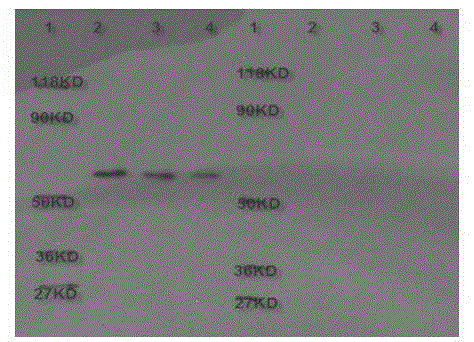 Preparation and application of enrichment column for immunoaffinity purification of recombinant protein tagged with flag peptide