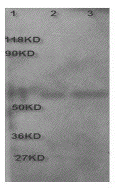 Preparation and application of enrichment column for immunoaffinity purification of recombinant protein tagged with flag peptide