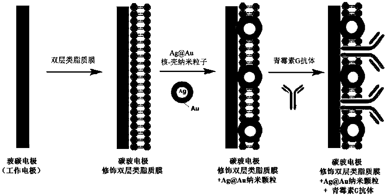 Nano immunosensor for detecting penicillin G residues in dairy product and preparation method of nano immunosensor