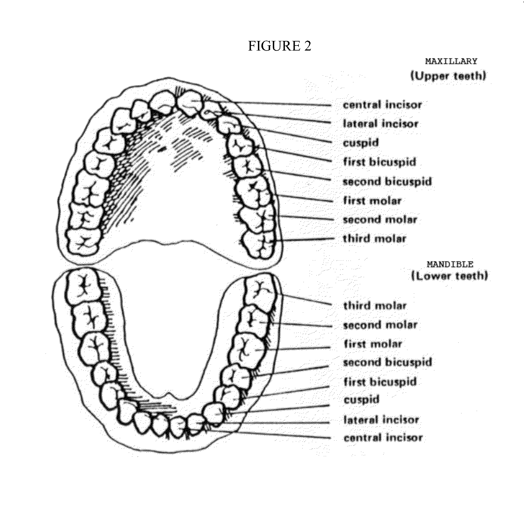 Dual head connector