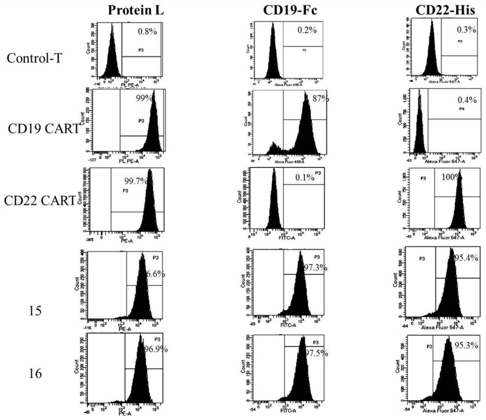 Dual CAR (chimeric antigen receptor) structure targeting bispecific sites and application thereof