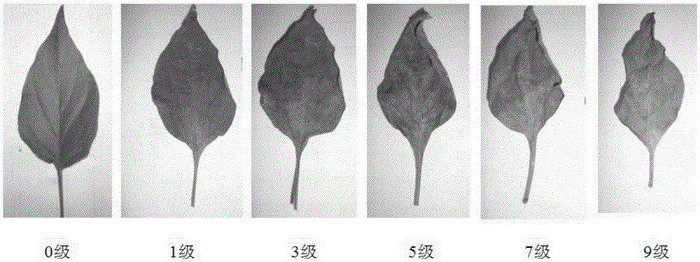 A kind of breeding method of heat-resistant capsicum rootstock of different physiological races resistant to blight