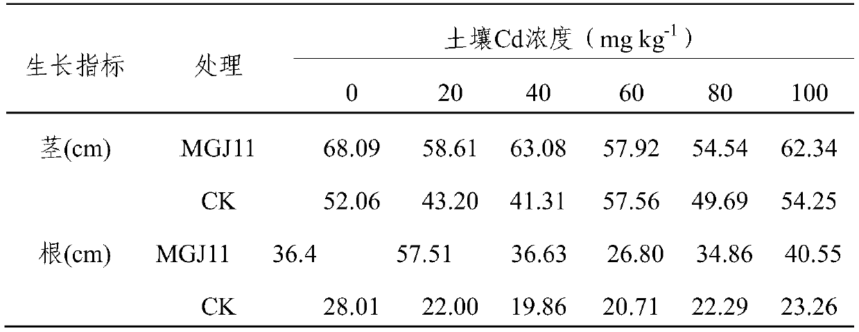 A kind of paleobacterium mgj11 and its method for immobilizing heavy metal cadmium in soil