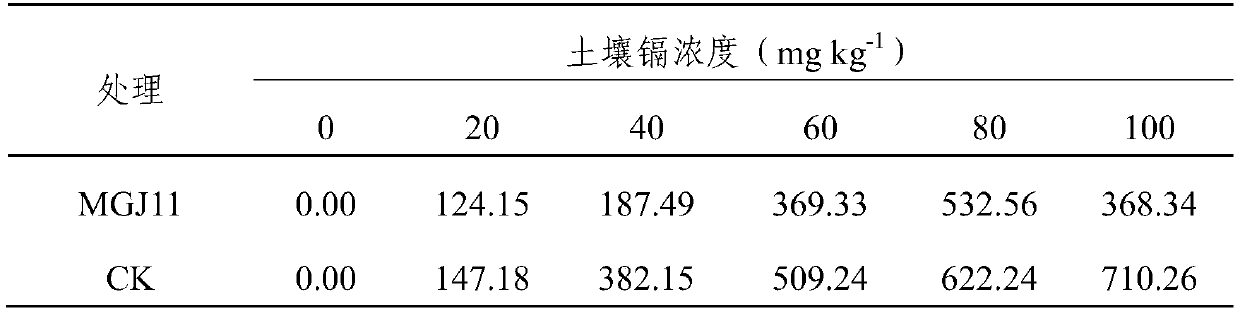 A kind of paleobacterium mgj11 and its method for immobilizing heavy metal cadmium in soil