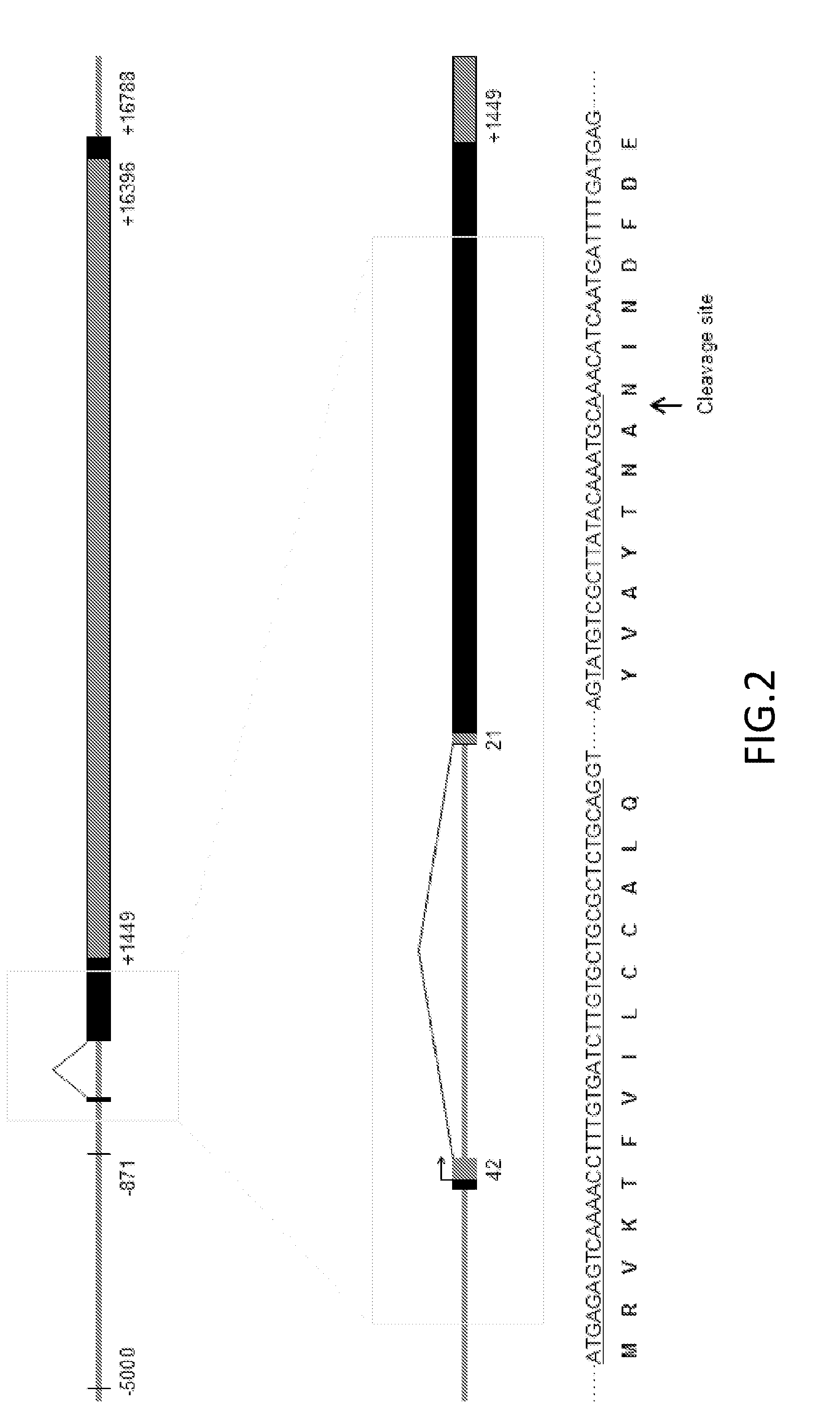 Method and uses for Bombyx mori silk fibroin heavy chain mutation sequence and mutant