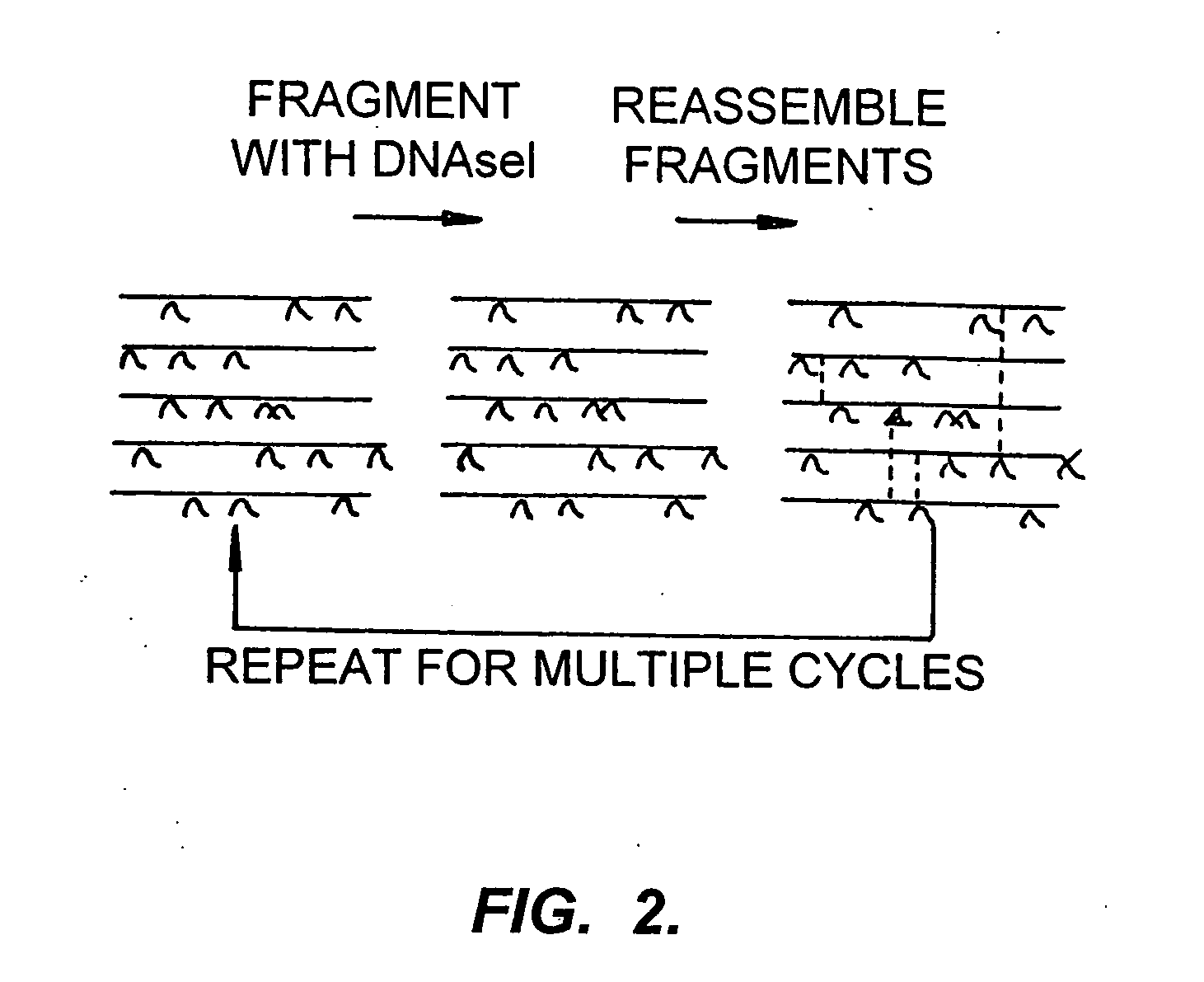 Randomized libraries of zinc finger proteins