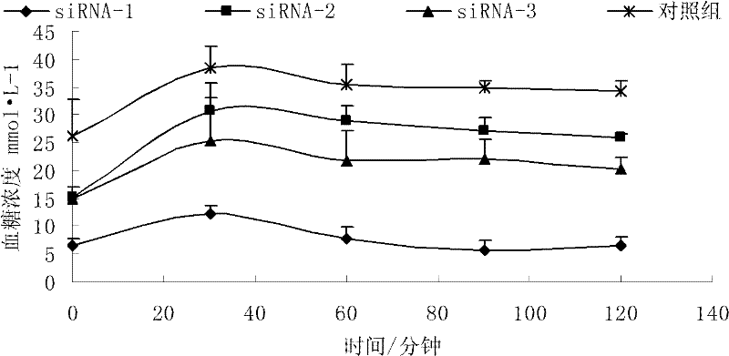 RNA interference sequences of glucagon receptor gene