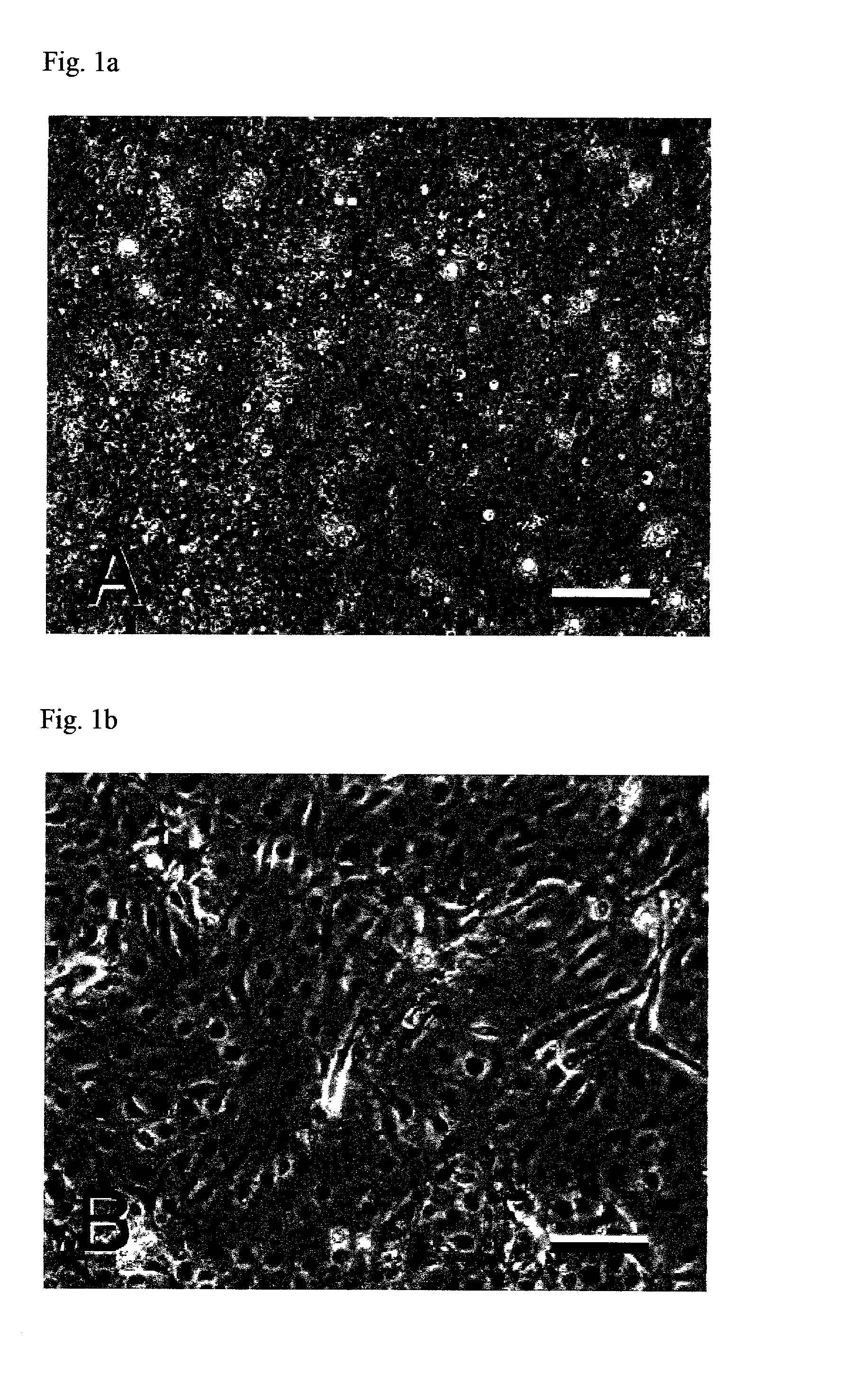 Clonal human embryonic stem cell lines and methods of generating same