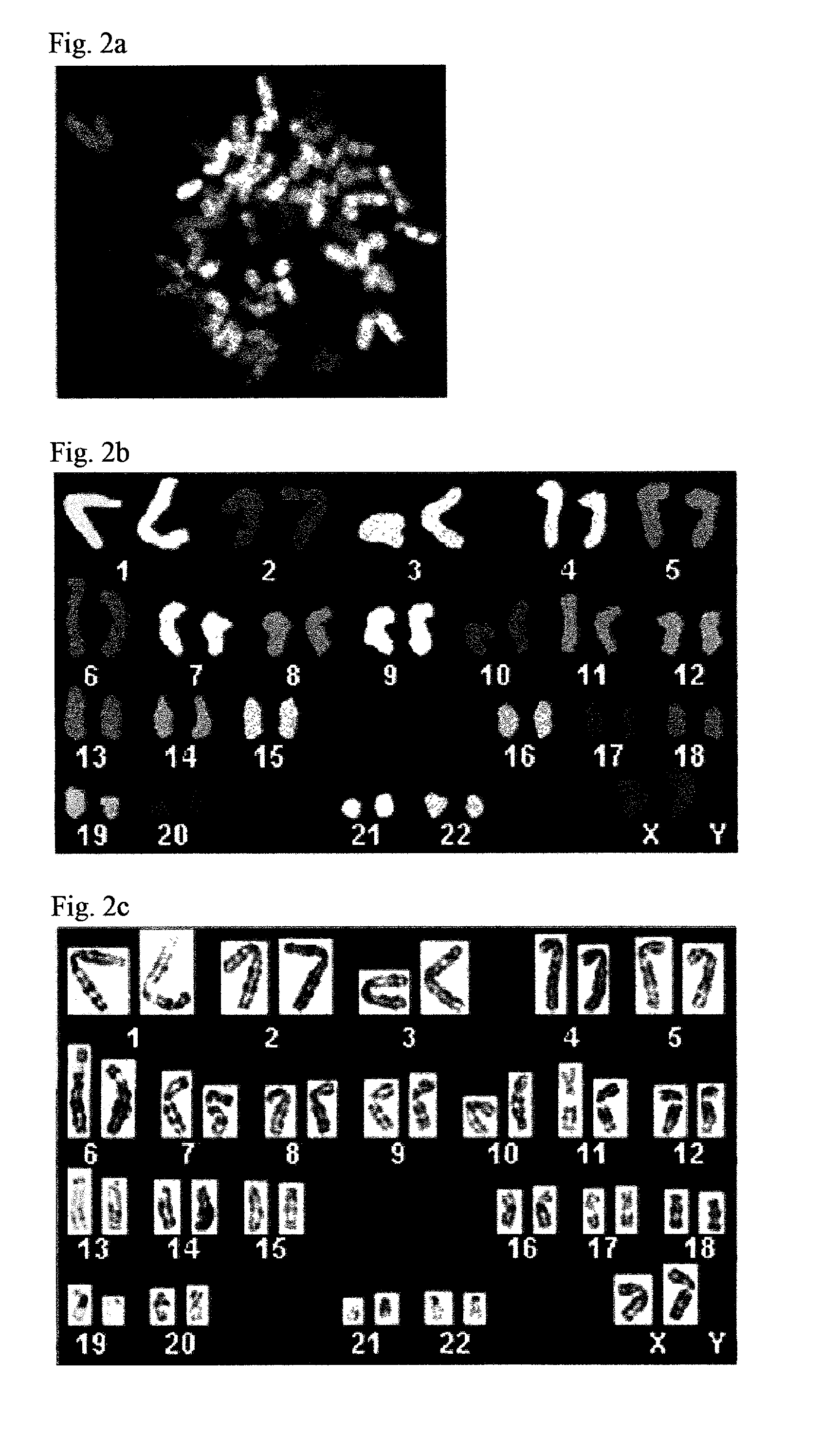 Clonal human embryonic stem cell lines and methods of generating same