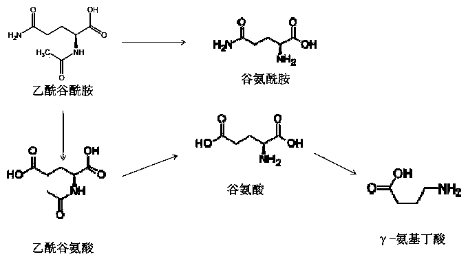 A kind of acetylglutamine metabolite identification detection method