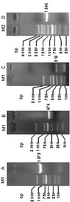 Phosphorus transporter gene and preparation method thereof