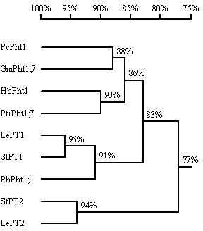 Phosphorus transporter gene and preparation method thereof