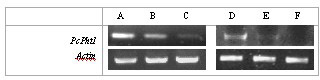 Phosphorus transporter gene and preparation method thereof