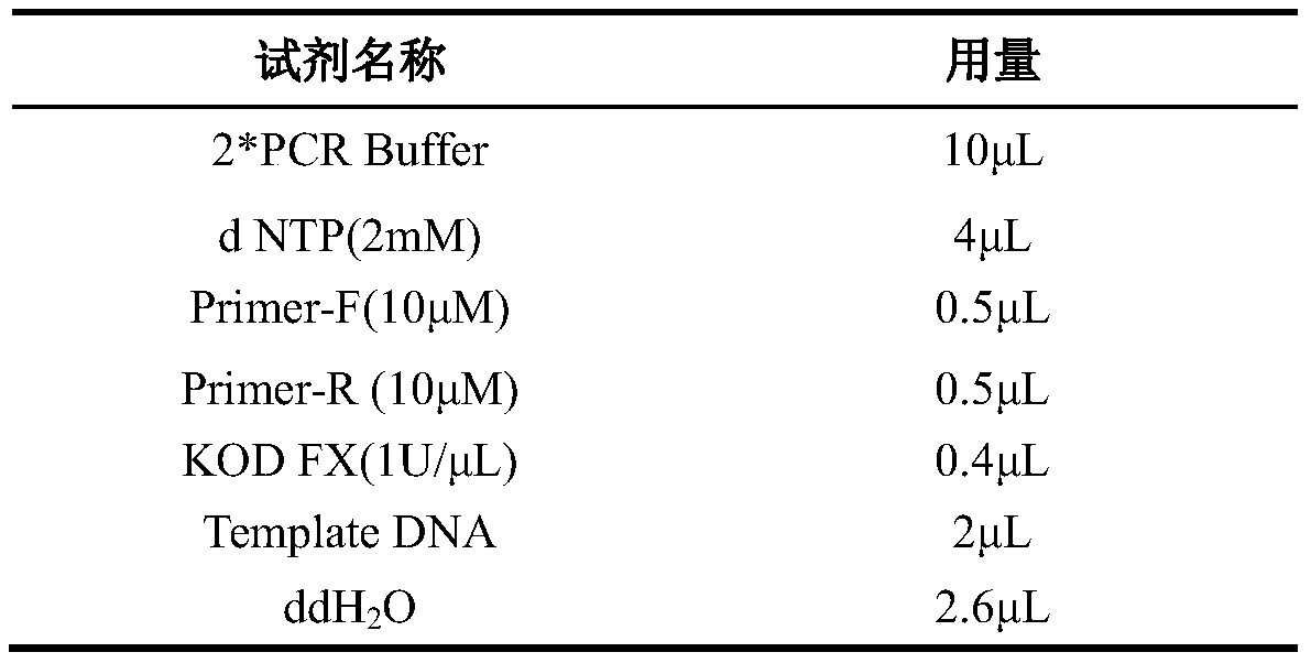 Primer, kit and method for detecting glucose-6-phoshate dehydrogenase deficiency G6PD gene mutation