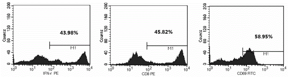 Cell CTL (BiAT) with bispecific antibody as well as preparation method and application thereof