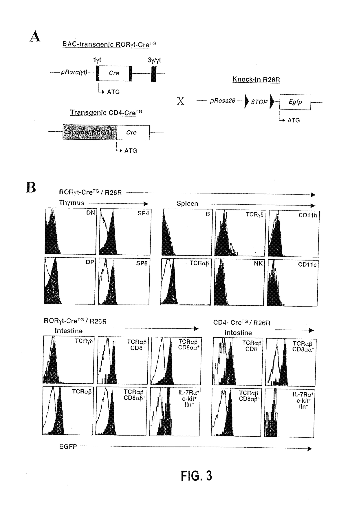 Compositions and methods for modulation of rorgammat functions