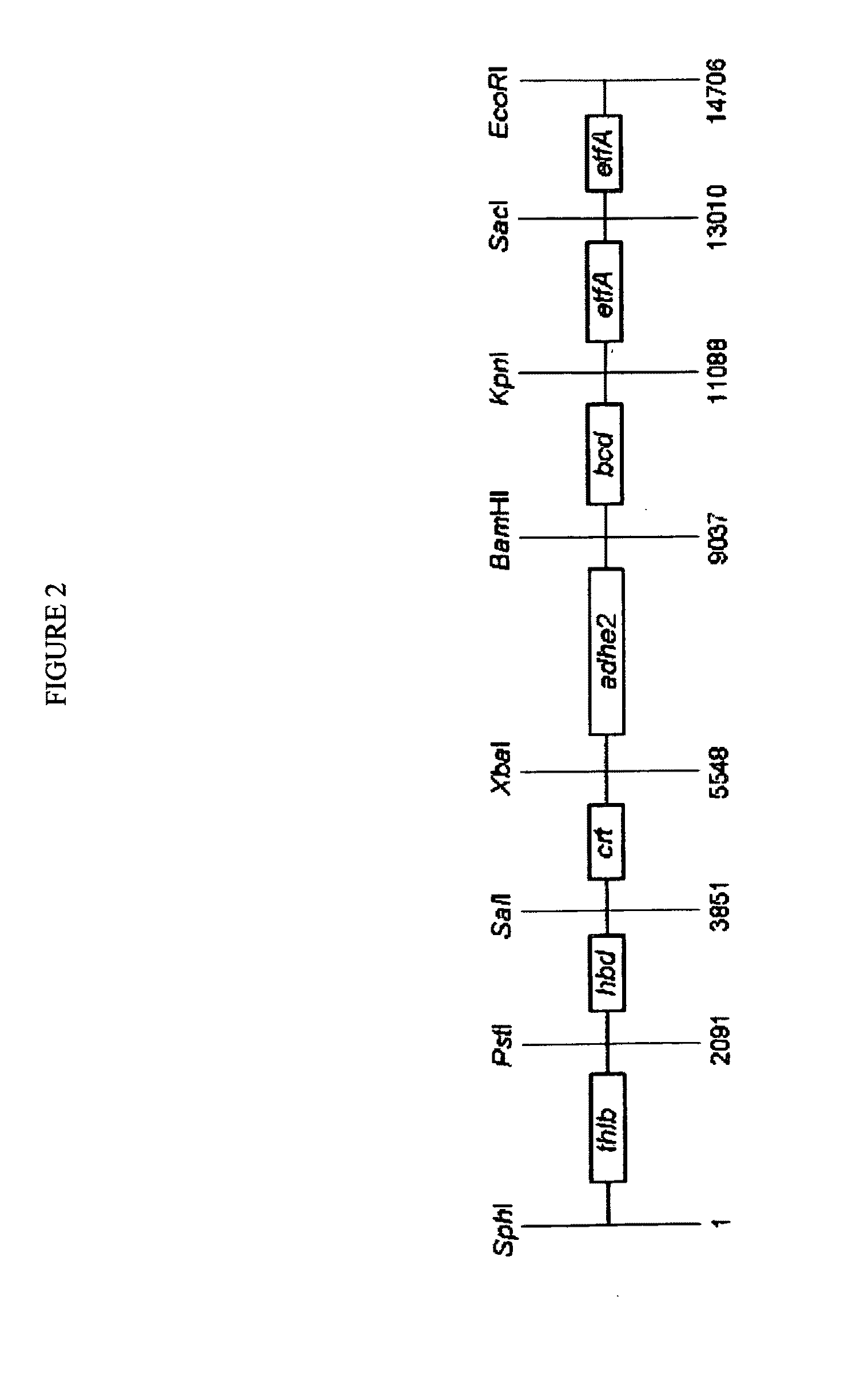 Methods for the production of n-butanol