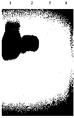 Method for detecting bovine brucellosis by competence ELISA (Enzyme-Linked Immunosorbent Assay) kit