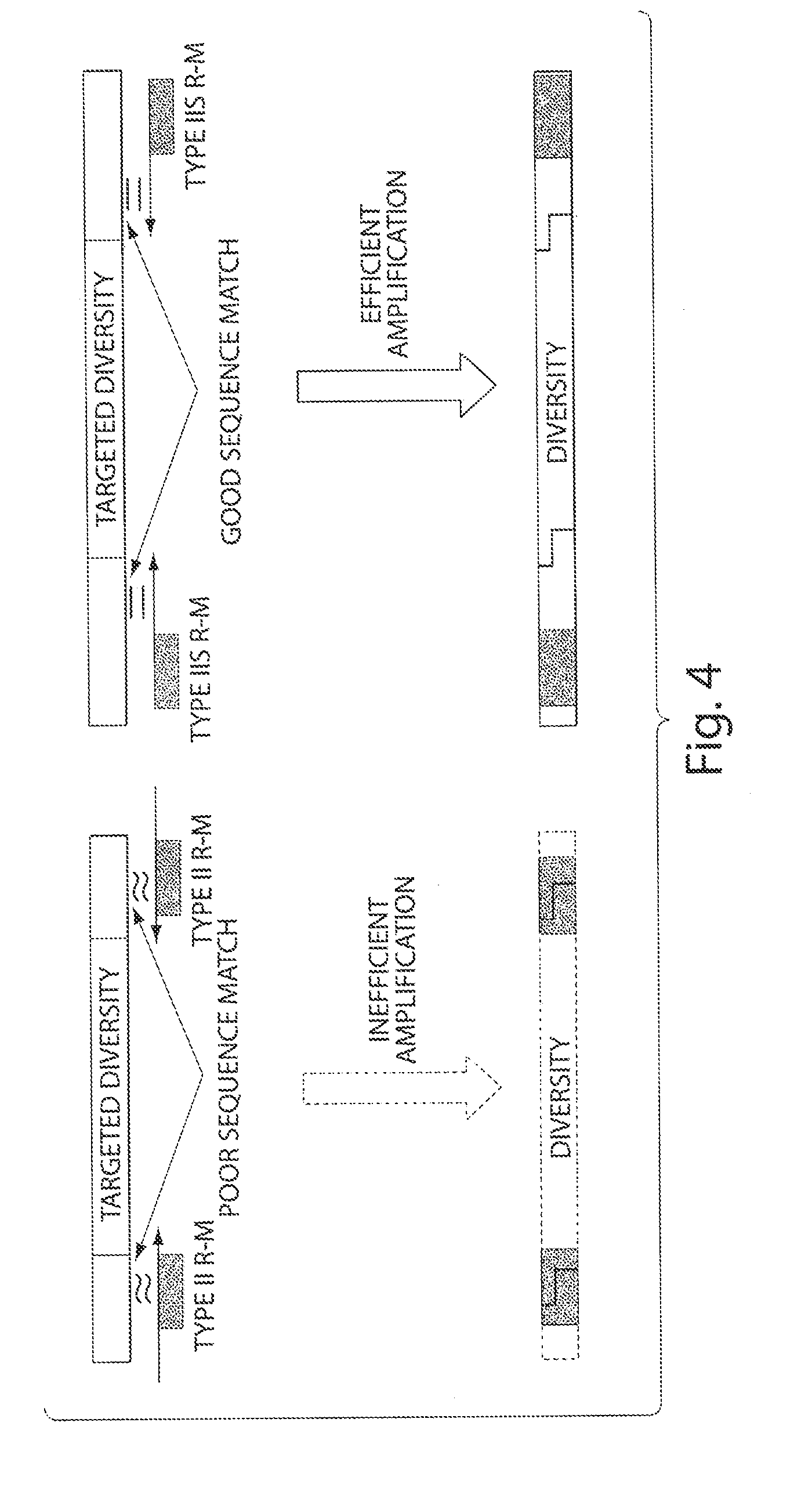 Synthetic polypeptide libraries and methods for generating naturally diversified polypeptide variants