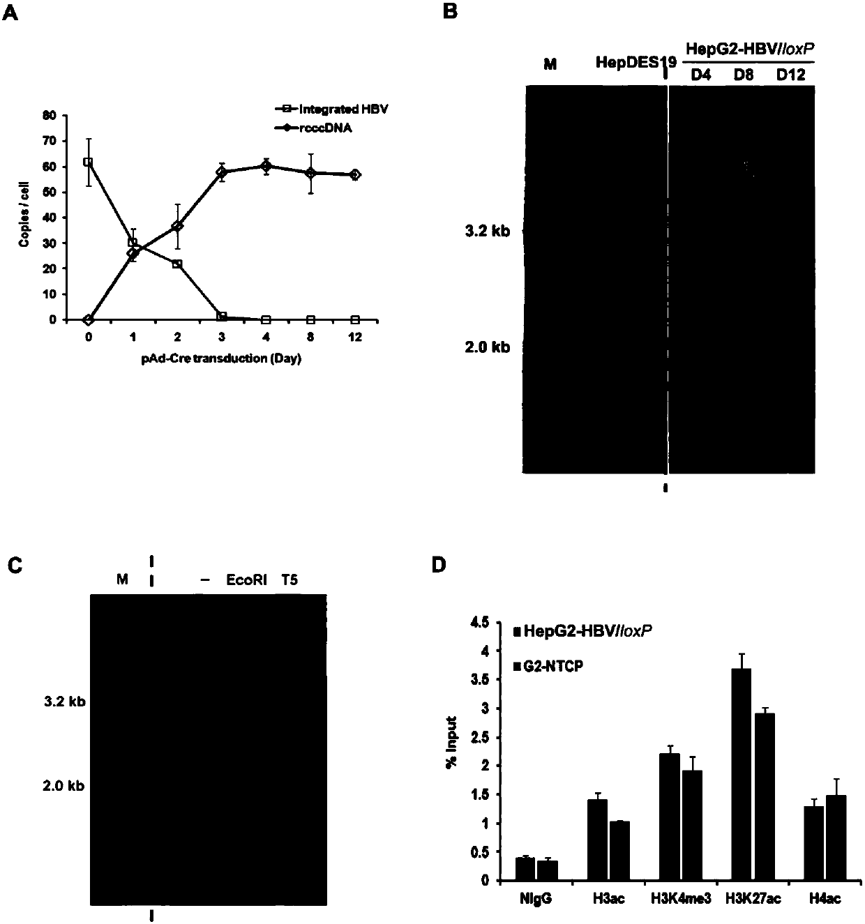 Cell system for simply and efficiently generating hepatitis B virus (HBV) recombinant cccDNA