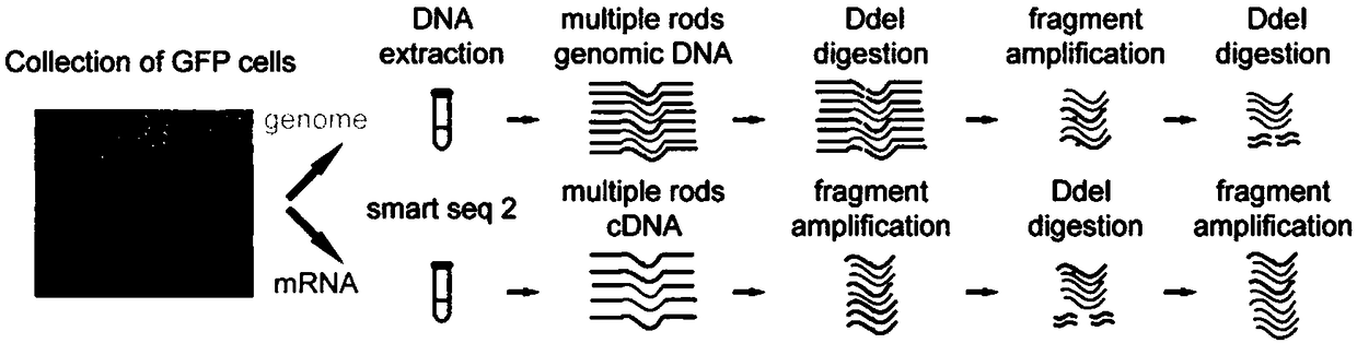 Gene editing composition or kit for in vivo gene therapy