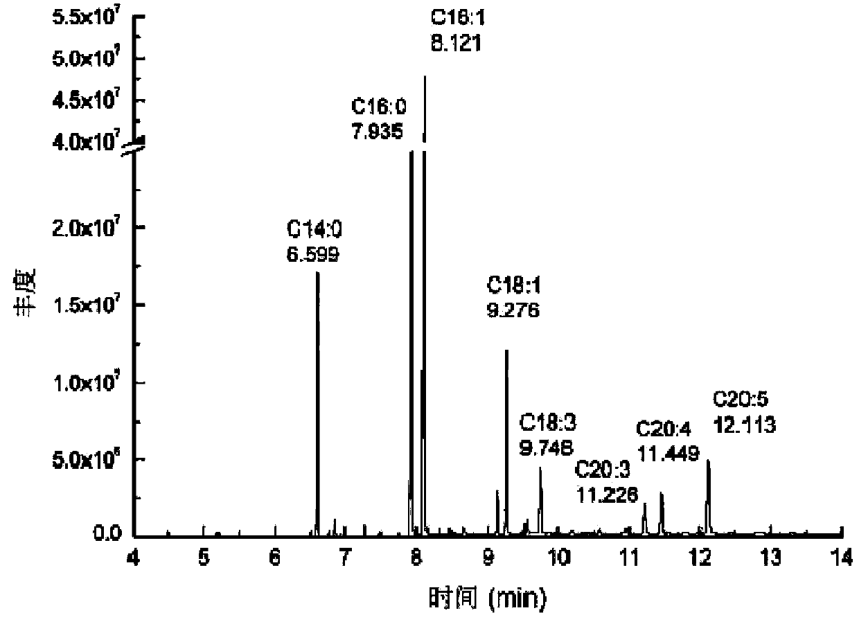 Method for preparing tribonema biological oil and tribonema biological oil prepared by method