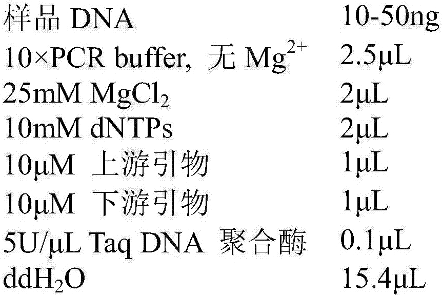 Primer pair for identifying enteromorpha sibling species, DNA (Deoxyribonucleic Acid) bar code, and application and detection methods thereof