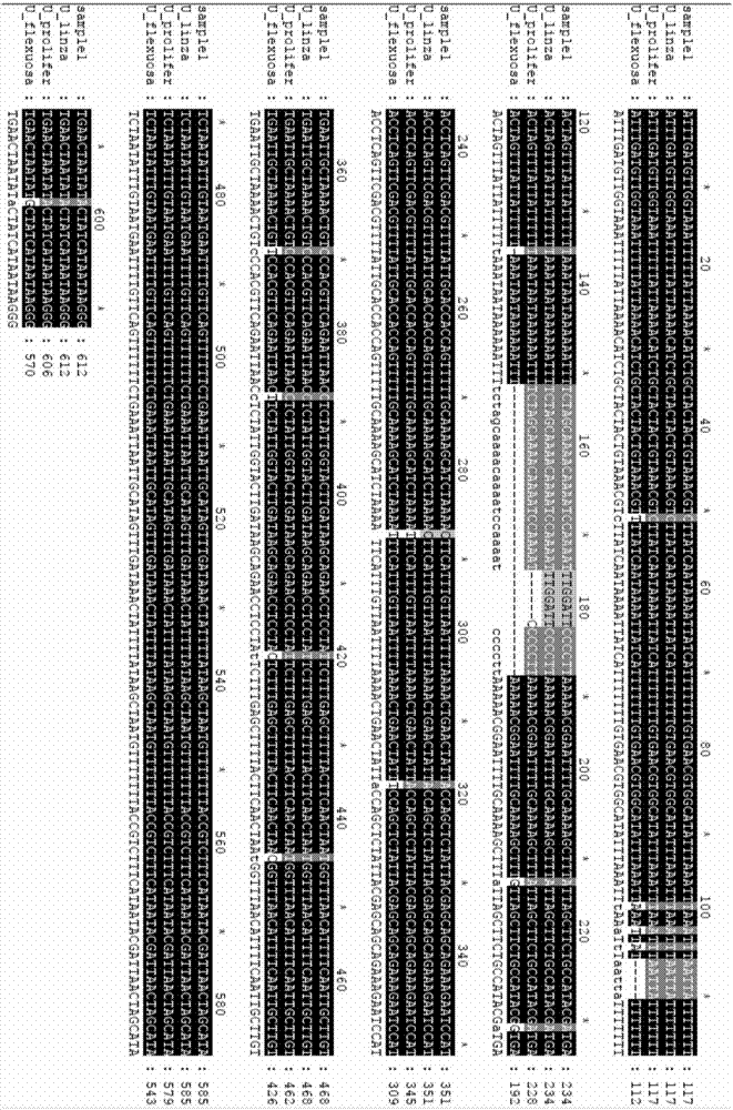 Primer pair for identifying enteromorpha sibling species, DNA (Deoxyribonucleic Acid) bar code, and application and detection methods thereof