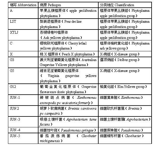 Primers and probe used for real-time fluorescent PCR assay of apricot chlorotic leafroll phtoplasma and method thereof