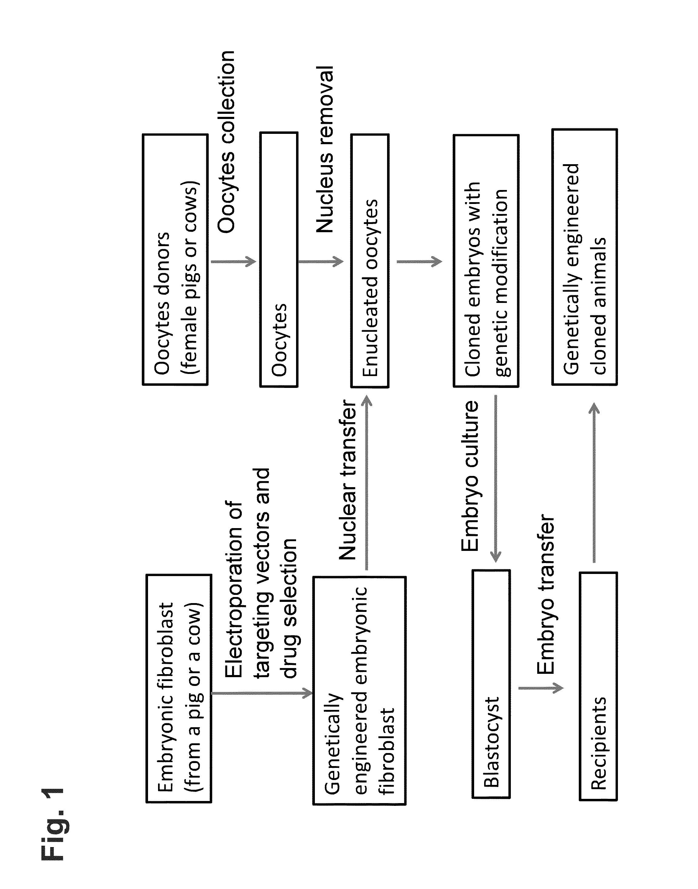 Cloned non-human animals free of selective markers