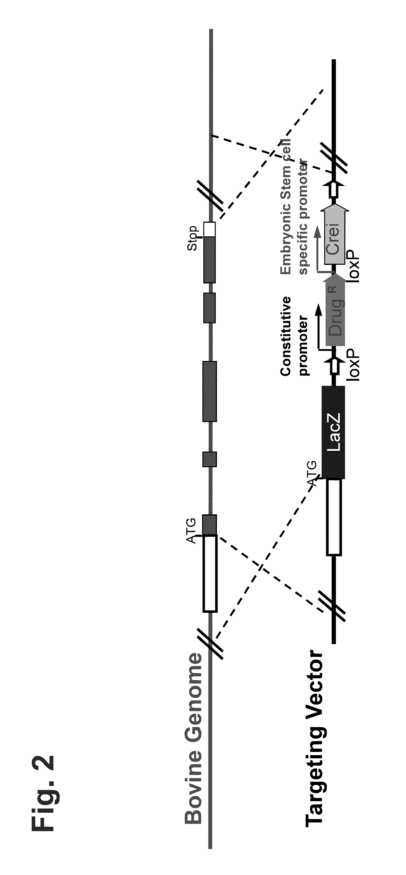 Cloned non-human animals free of selective markers