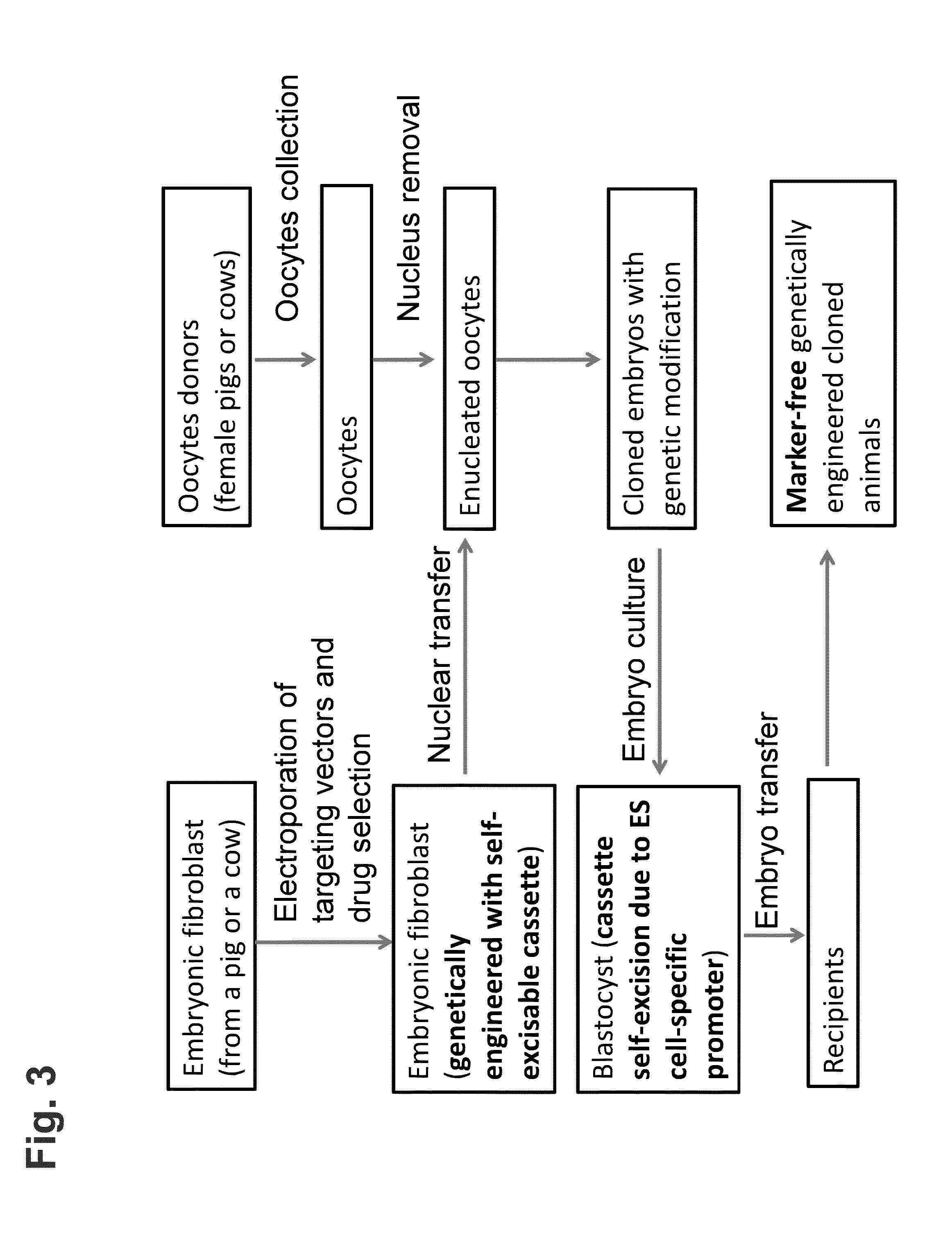 Cloned non-human animals free of selective markers