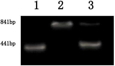 Molecular marker and application of rice amylose content micro-controlling gene agpl3