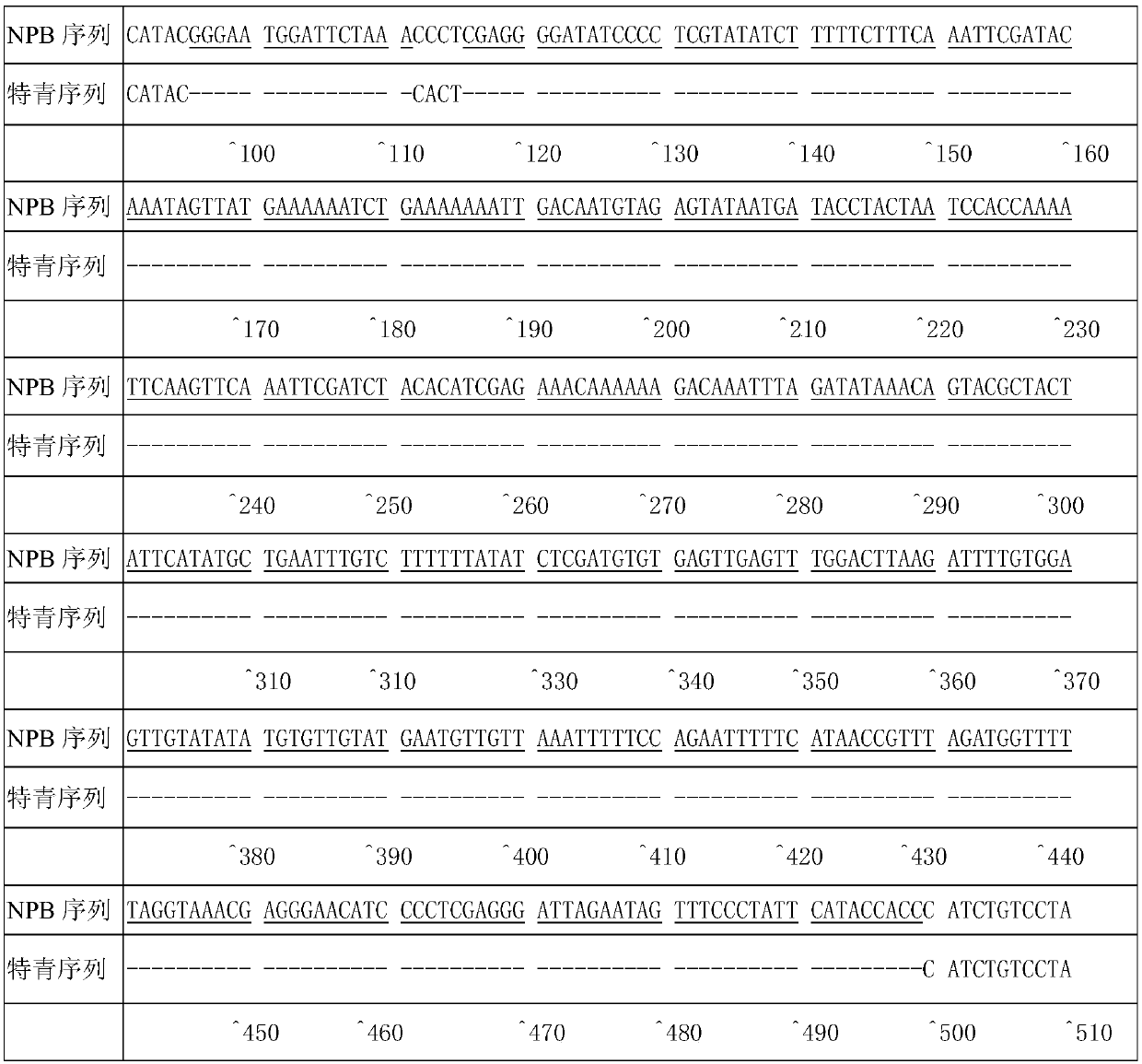 Molecular marker and application of rice amylose content micro-controlling gene agpl3