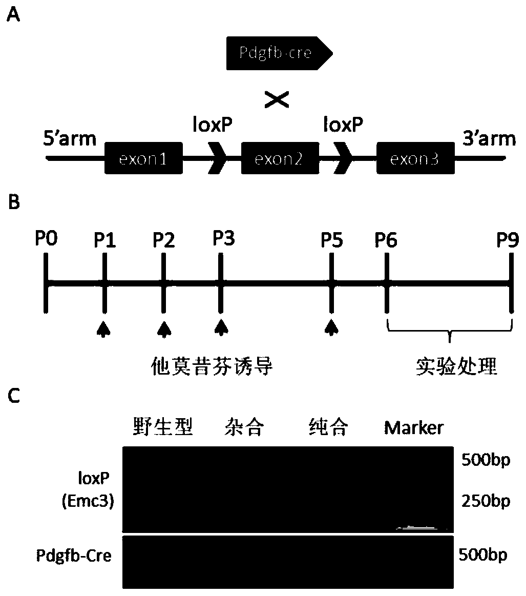 Method for constructing disease model on basis of gene operation strategy and application