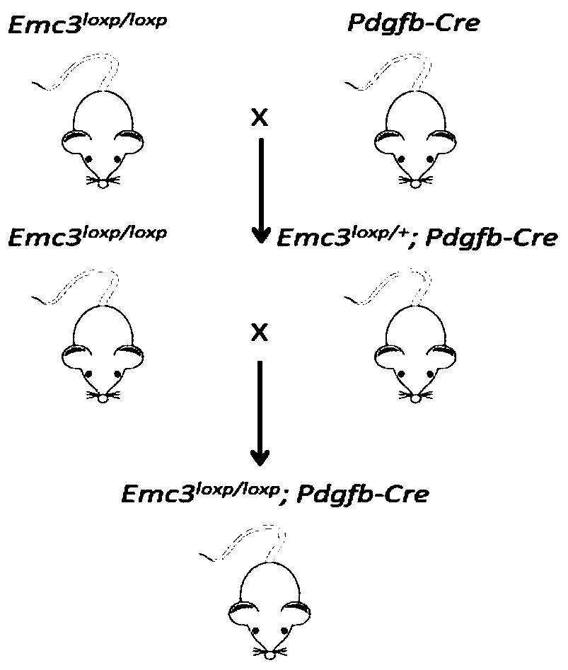 Method for constructing disease model on basis of gene operation strategy and application