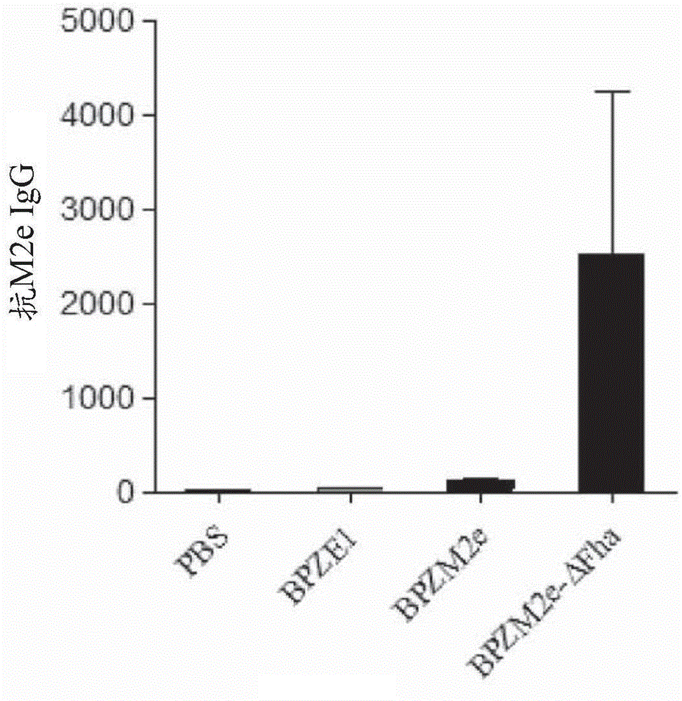 Novel recombinant bordetella strains