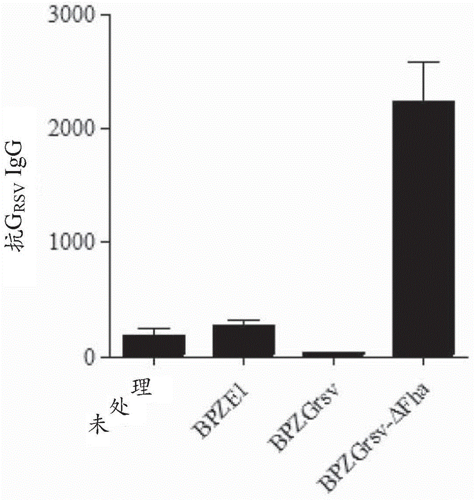 Novel recombinant bordetella strains