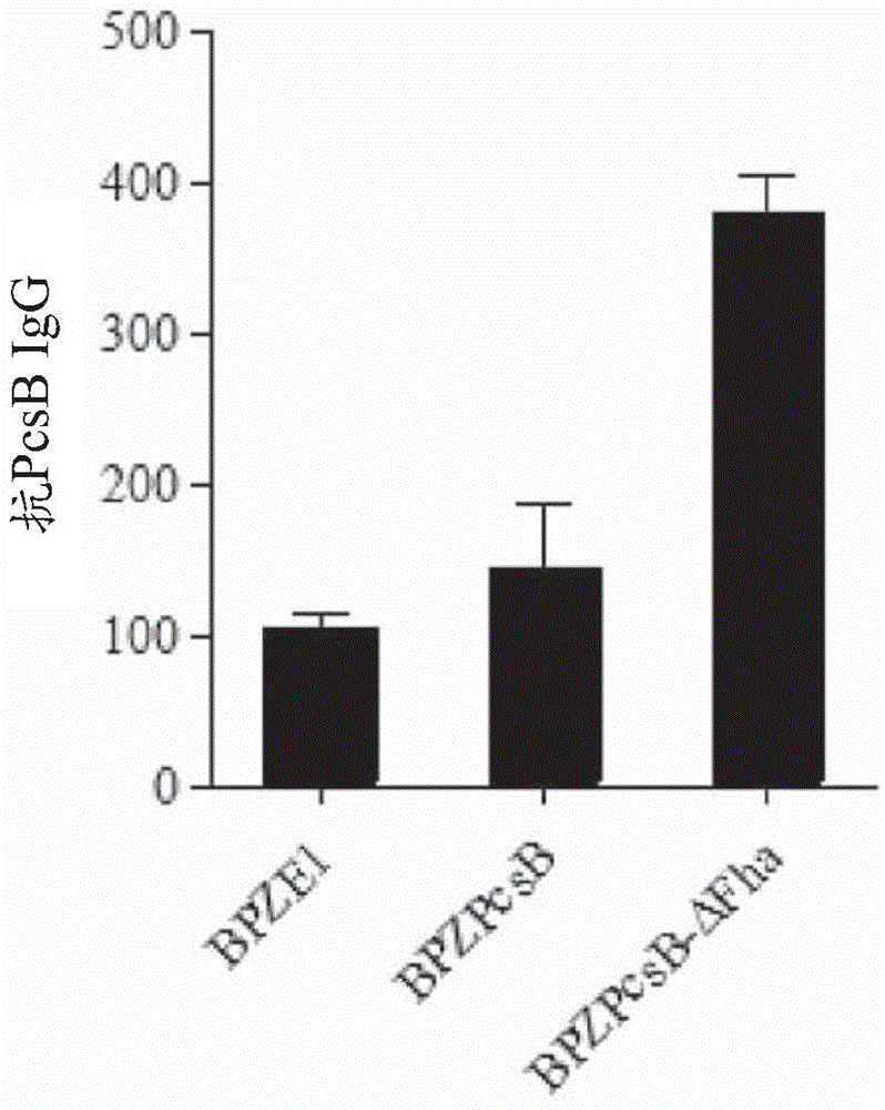 Novel recombinant bordetella strains