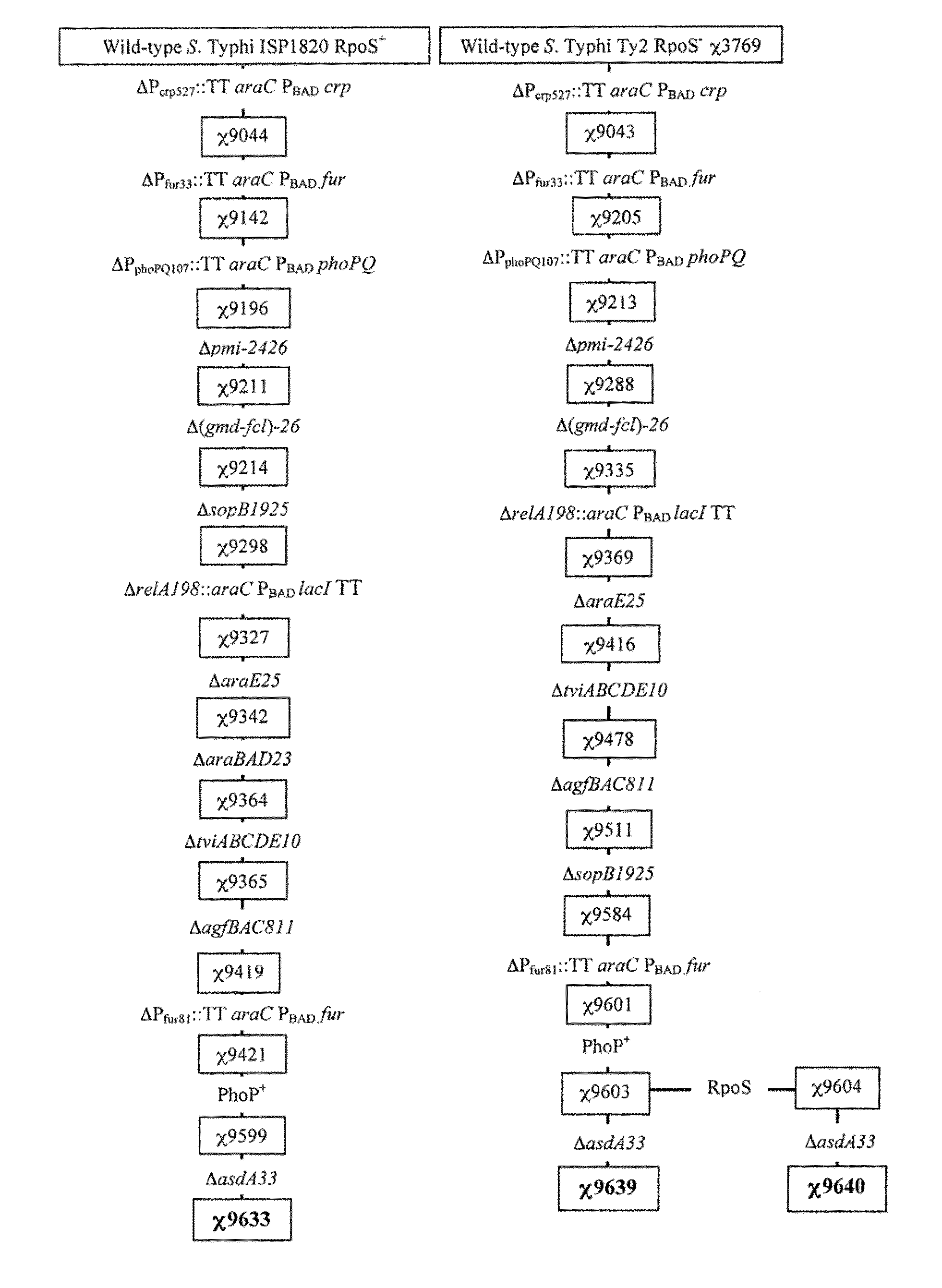 Recombinant bacterium capable of eliciting an immune response against  <i>Streptococcus pneumoniae</i>