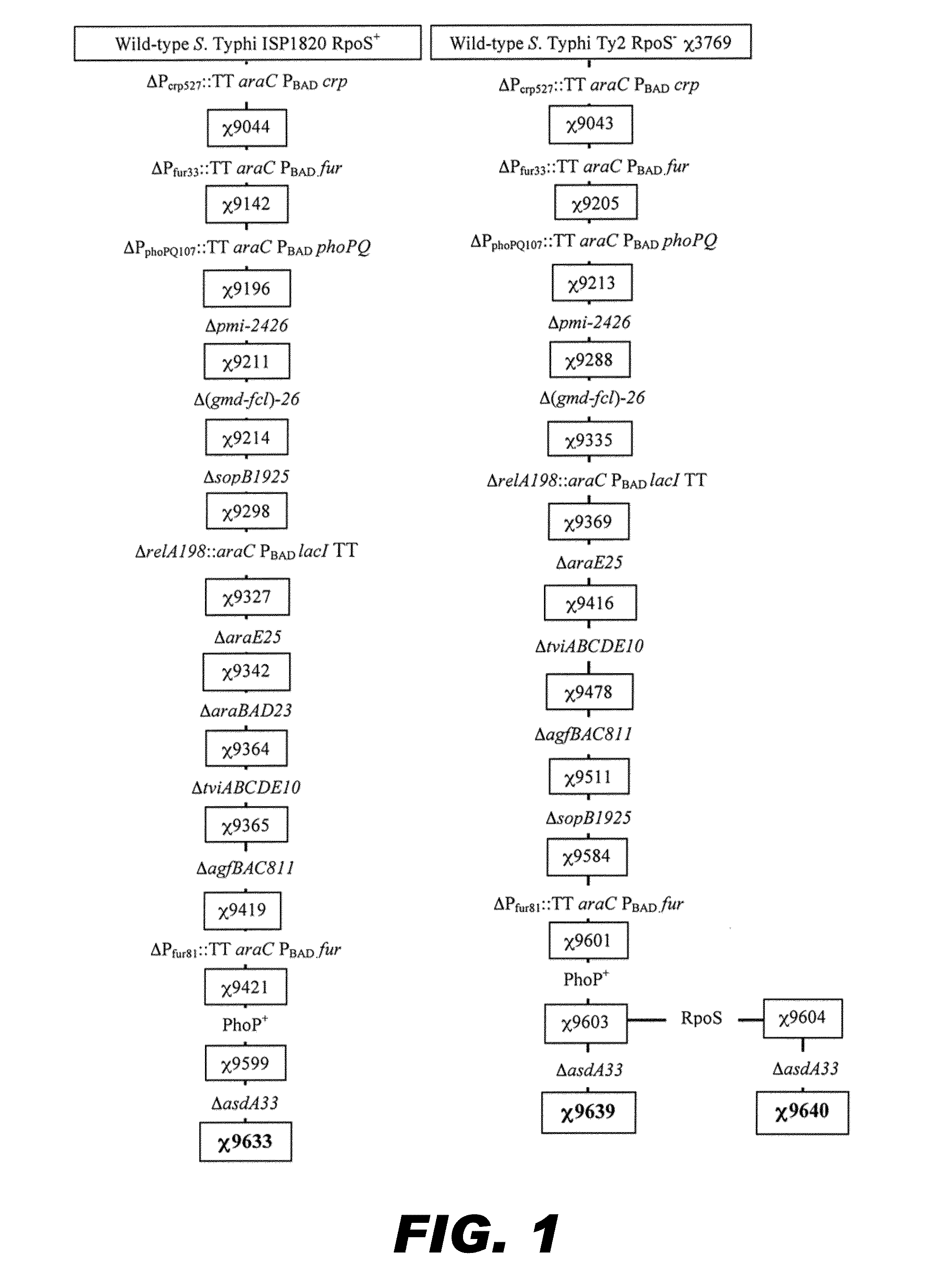 Recombinant bacterium capable of eliciting an immune response against  <i>Streptococcus pneumoniae</i>